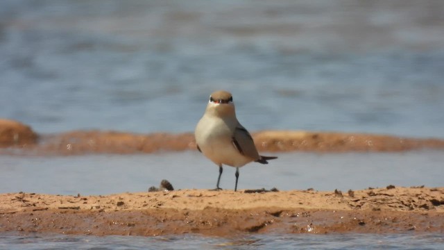 Малая тиркушка - ML645553386