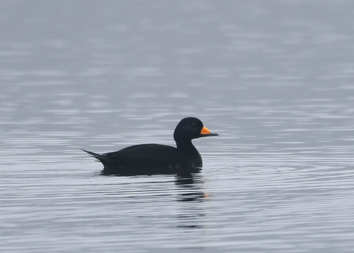 Black Scoter - ML645553387