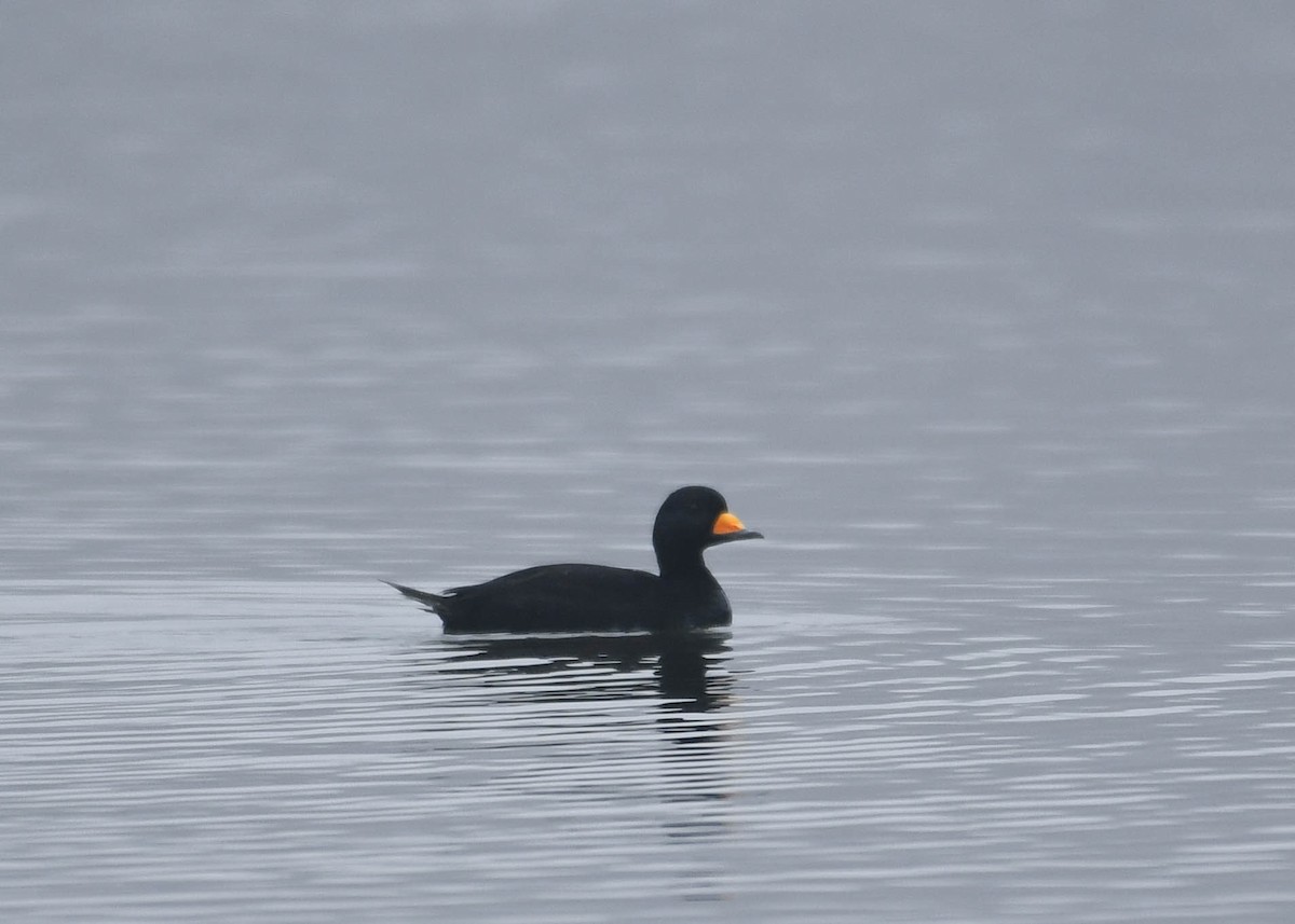 Black Scoter - ML645553388
