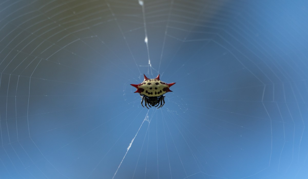 Spiny Orb-weavers - ML645553391