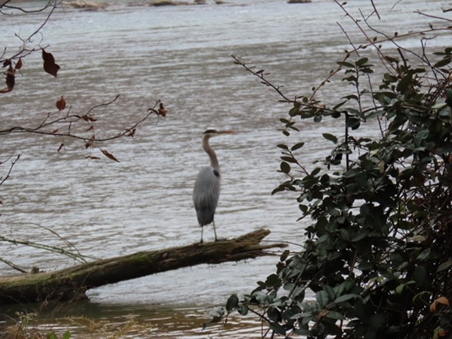 Great Blue Heron - ML645553393