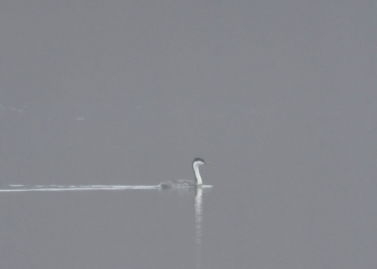 Western Grebe - ML645553394