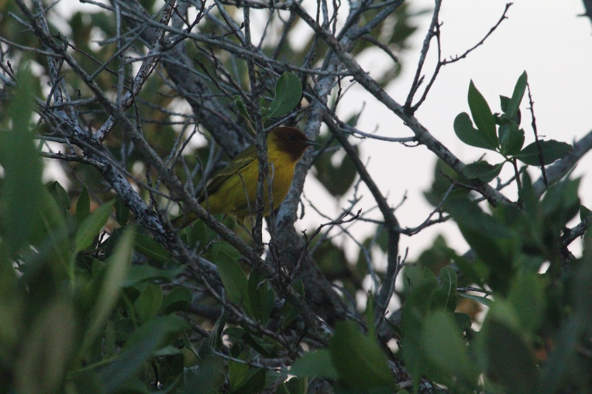 Reinita Amarilla/de Manglar - ML645553399