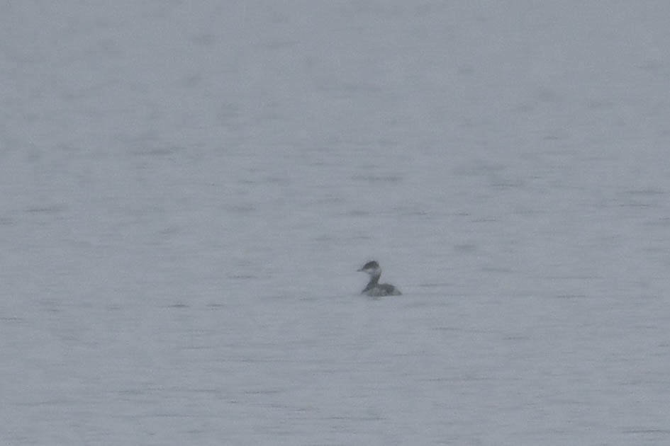 Horned Grebe - ML645553402