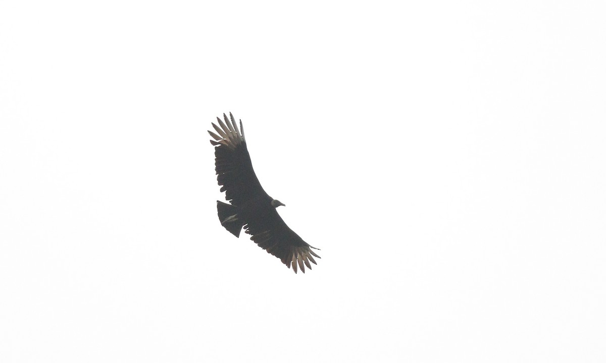 Black Vulture - ML645553405