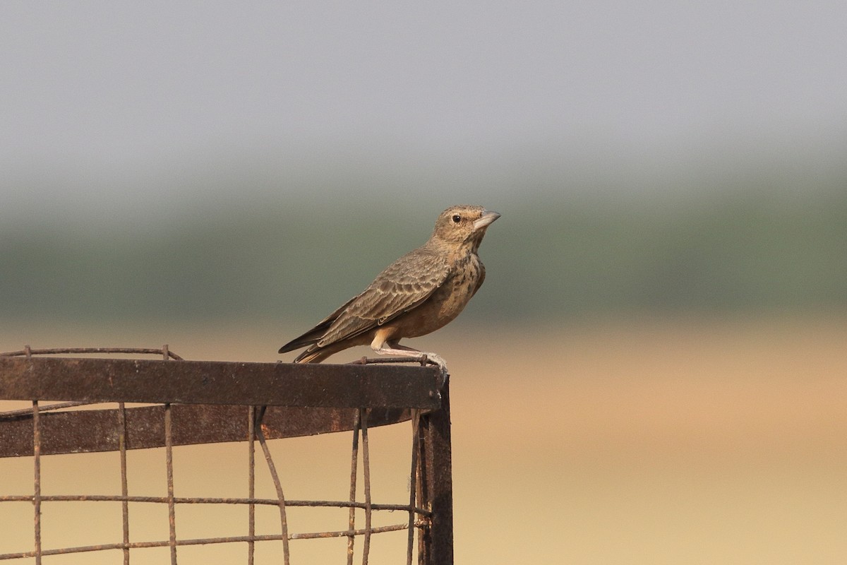Rufous-tailed Lark - ML645553435