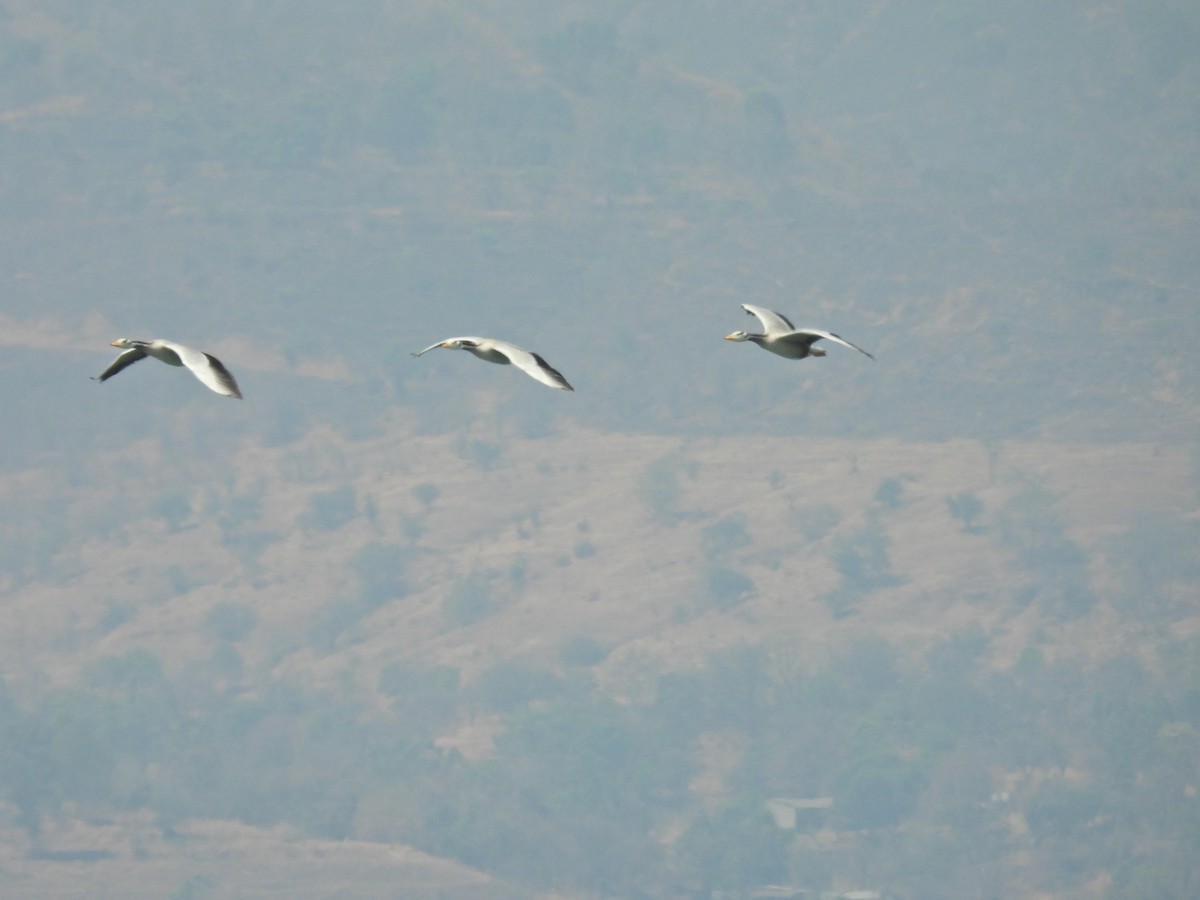 Oie à tête barrée - ML645553465