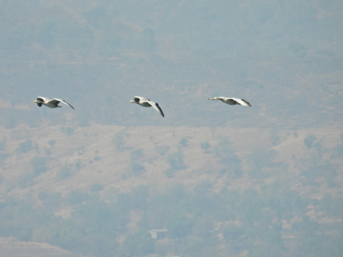 Oie à tête barrée - ML645553466