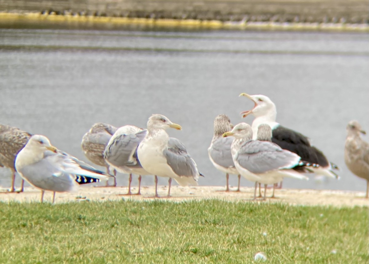 Great Black-backed Gull - ML645553467