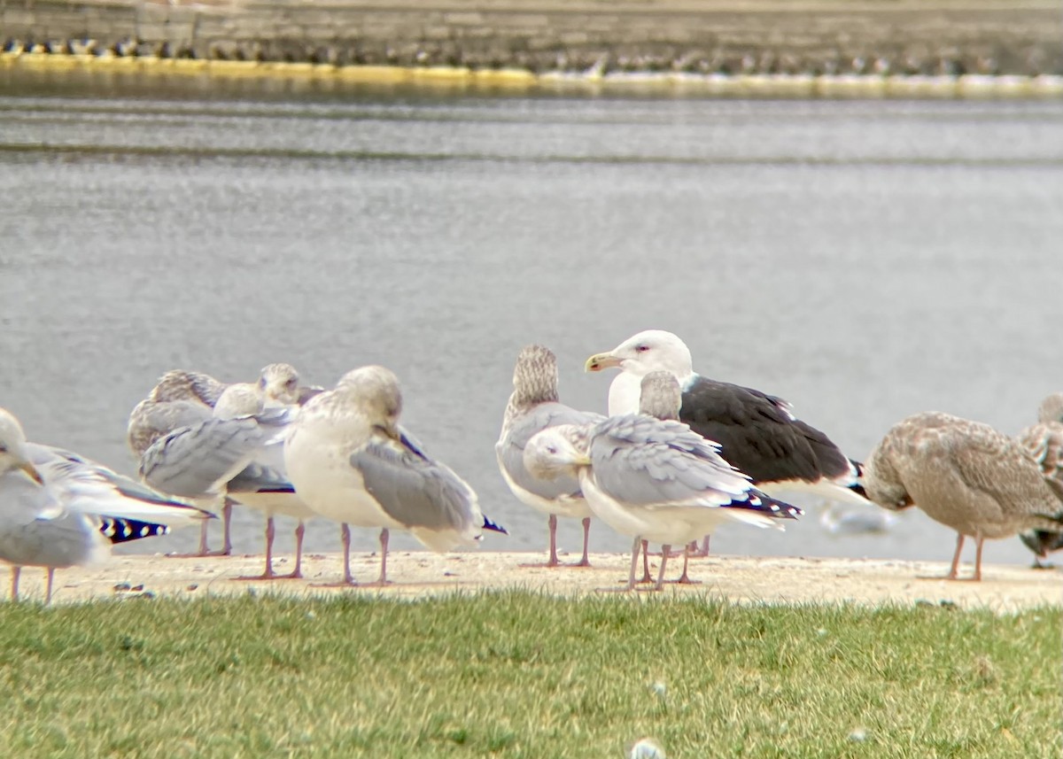 Great Black-backed Gull - ML645553468