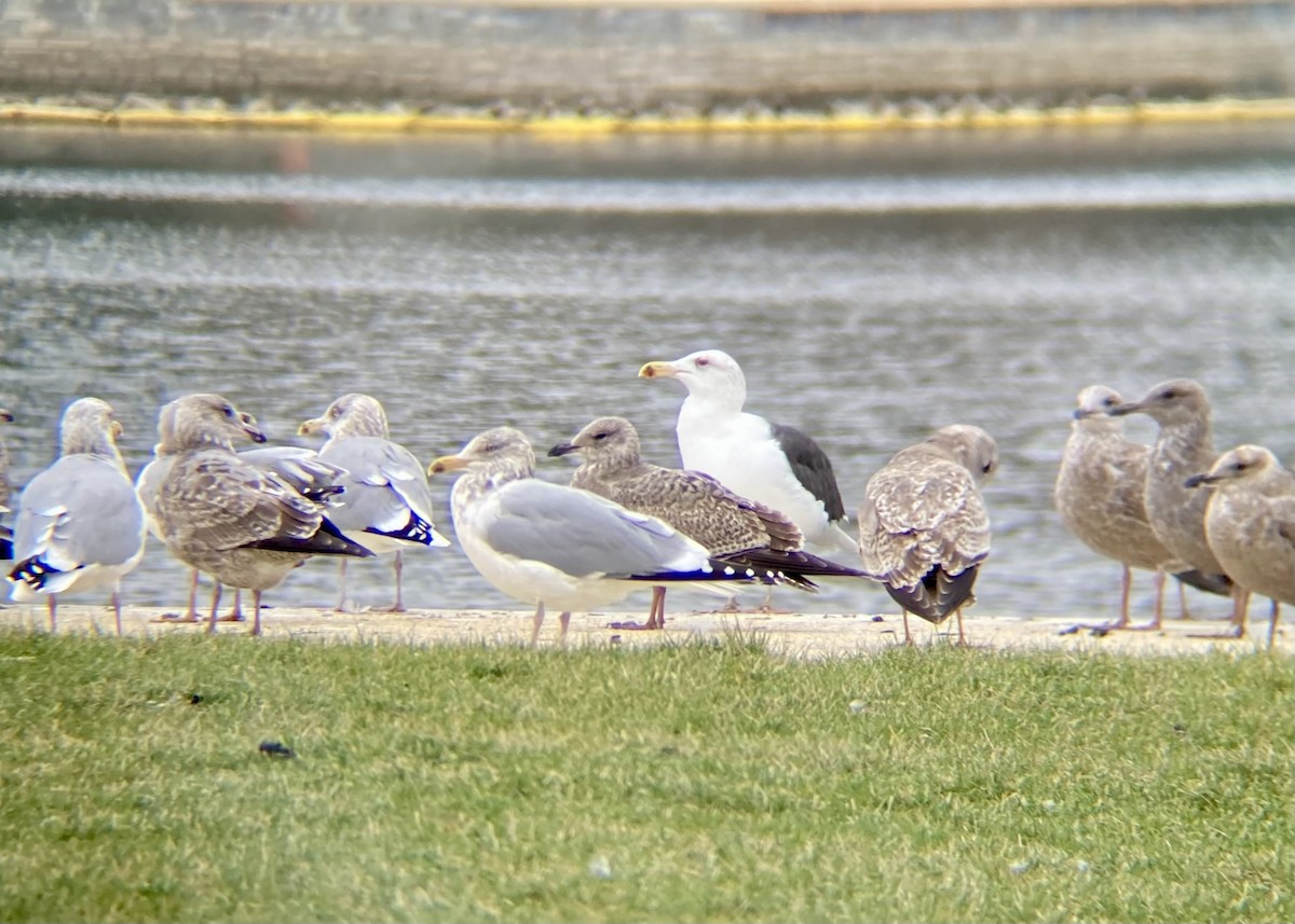 Great Black-backed Gull - ML645553469