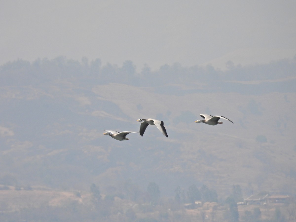 Oie à tête barrée - ML645553470