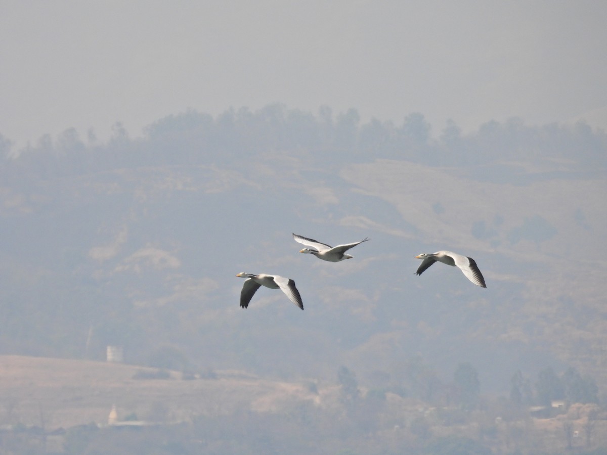 Oie à tête barrée - ML645553471