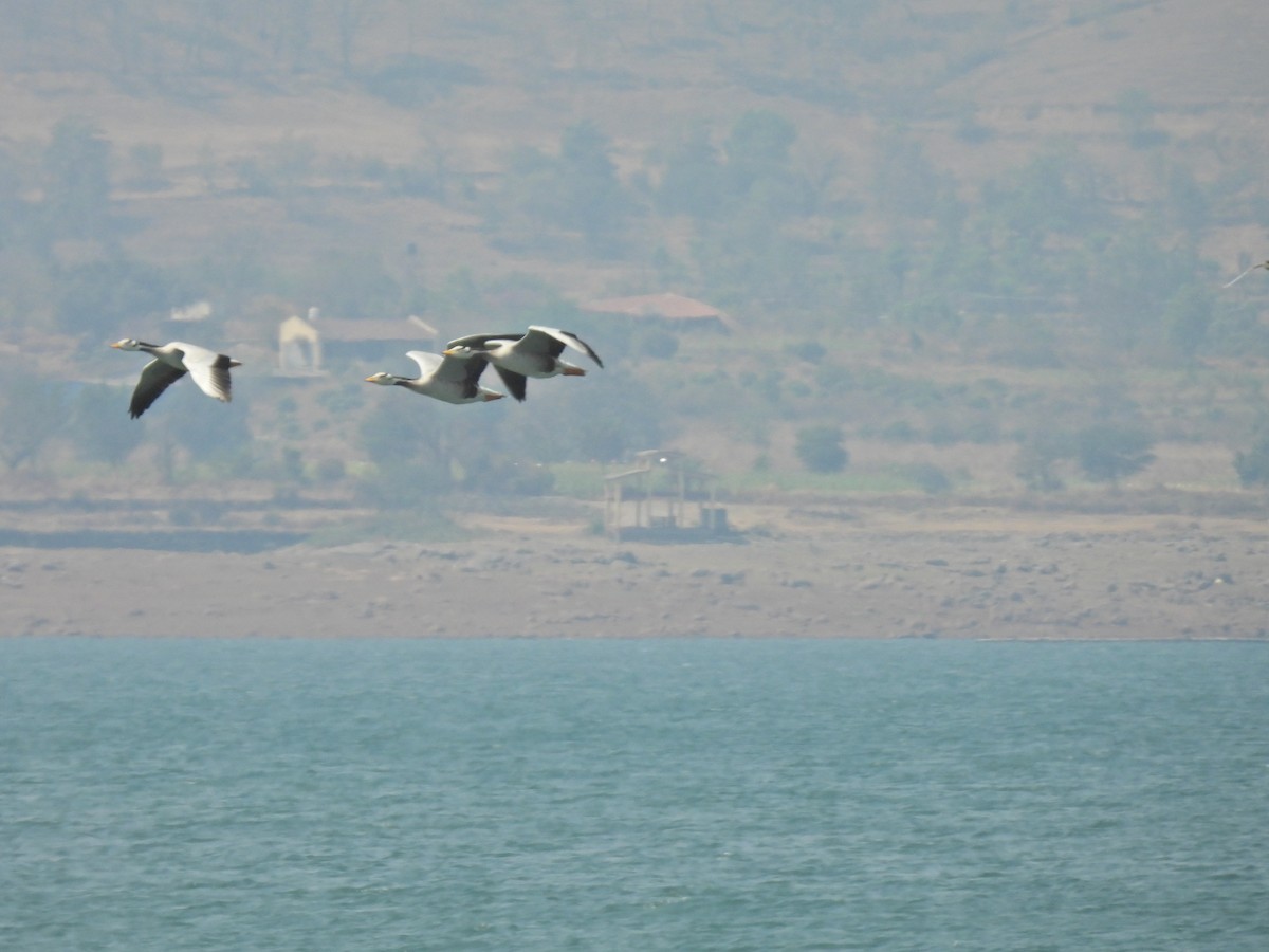 Oie à tête barrée - ML645553472