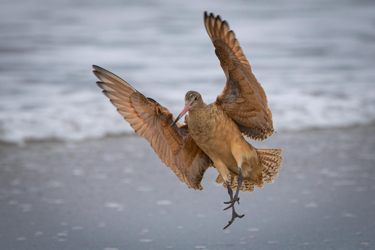 Пятнистый веретенник - ML645553473