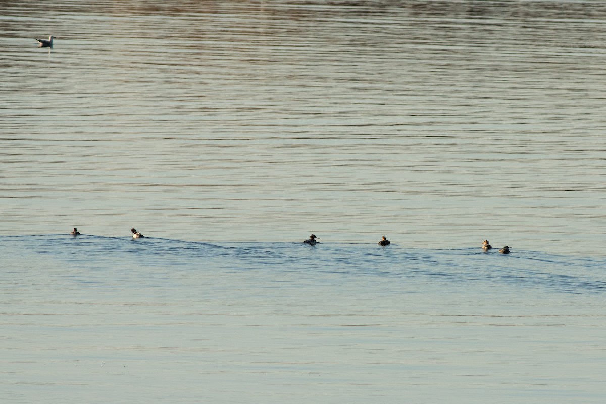 Red-breasted Merganser - ML645553480