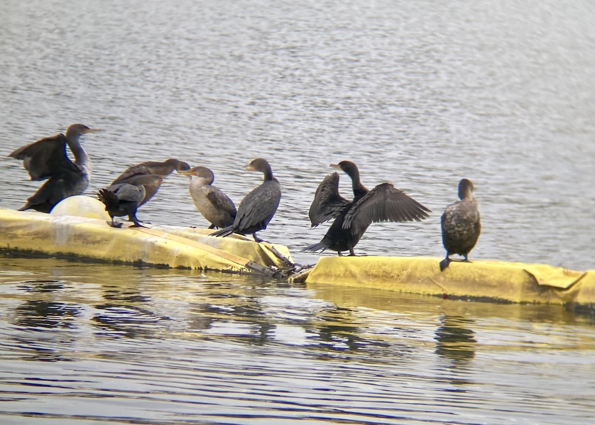 Double-crested Cormorant - ML645553481