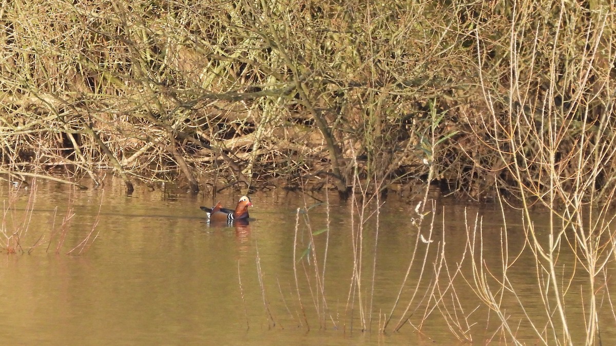 Mandarin Duck - ML645553483