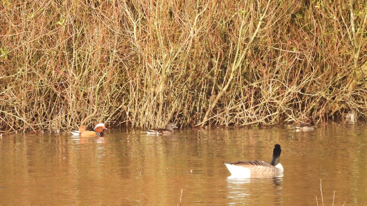 Mandarin Duck - ML645553484