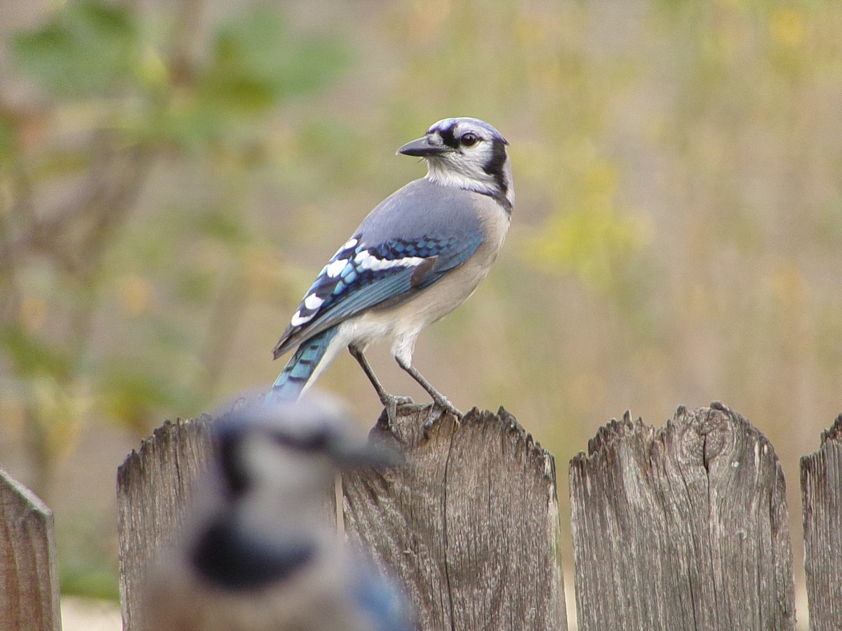 Blue Jay - ML645553493