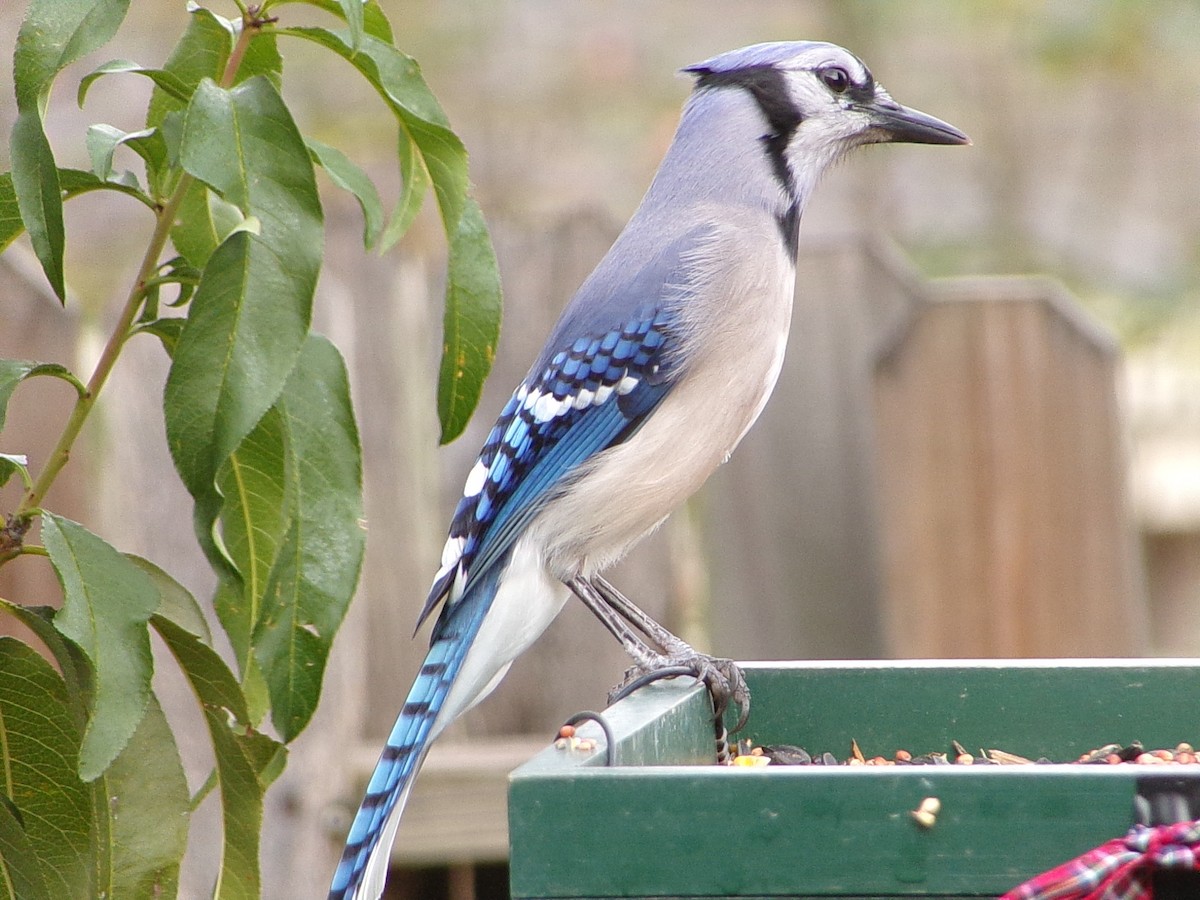 Blue Jay - ML645553494
