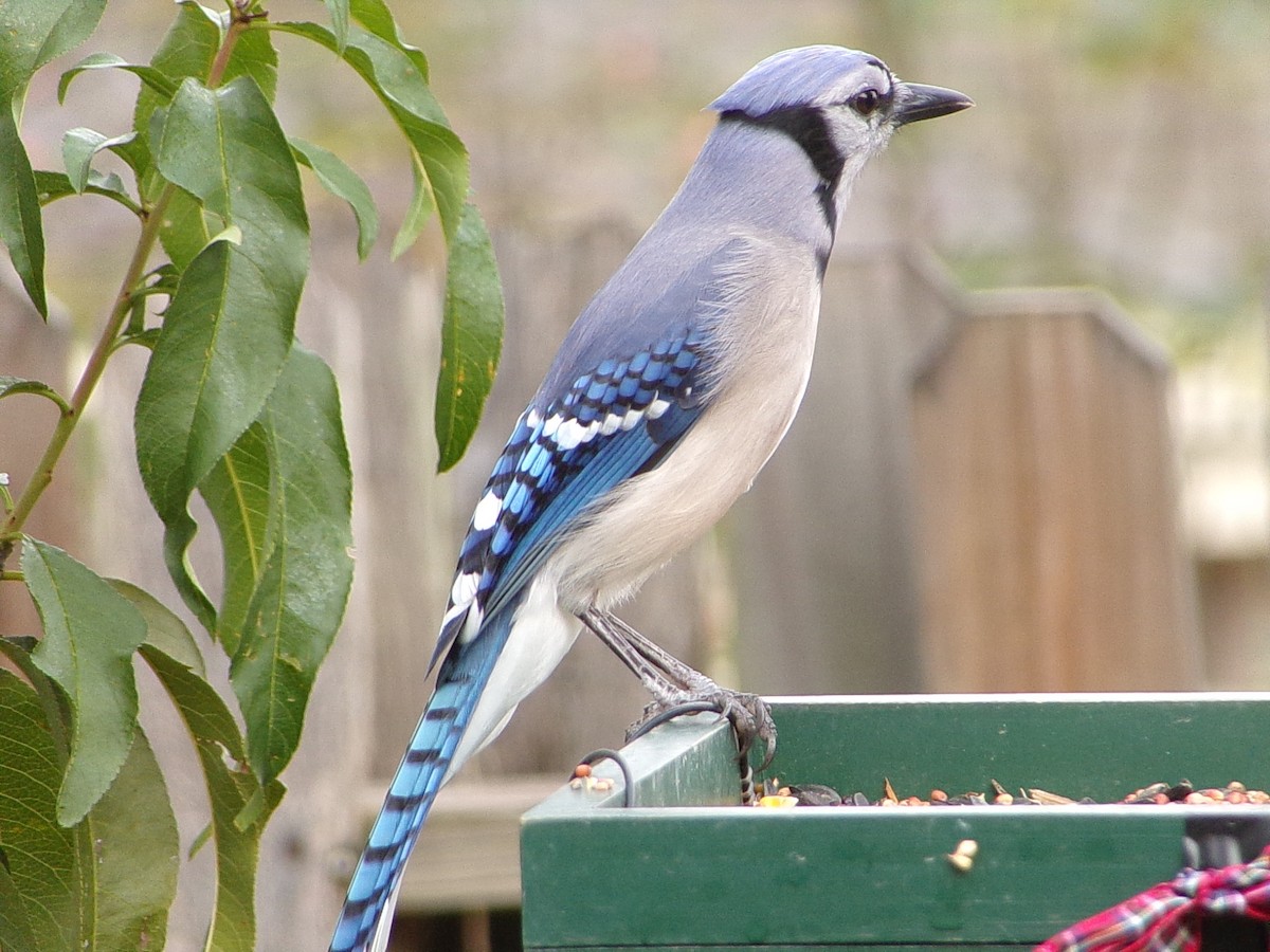 Blue Jay - ML645553495
