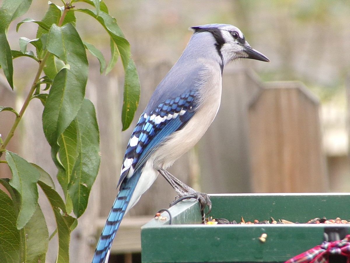 Blue Jay - ML645553496
