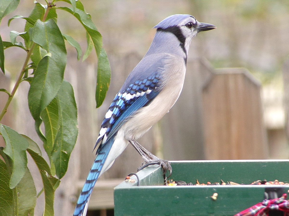 Blue Jay - ML645553497