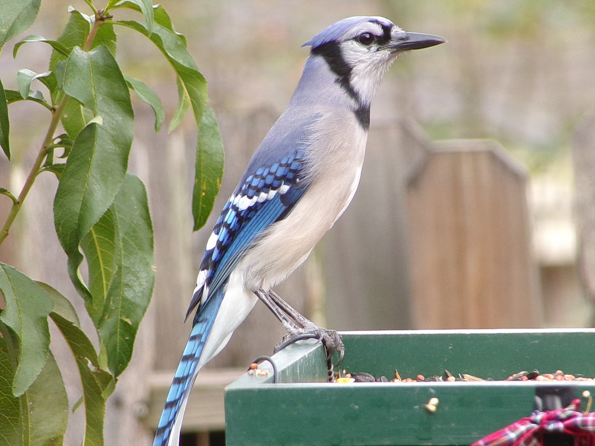 Blue Jay - ML645553498