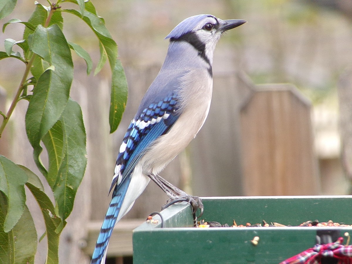 Blue Jay - ML645553499