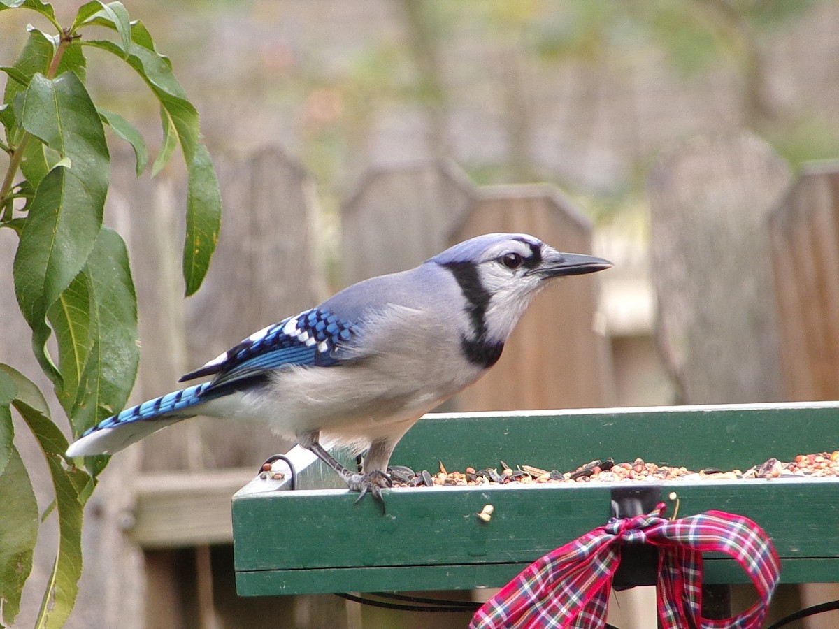 Blue Jay - ML645553500