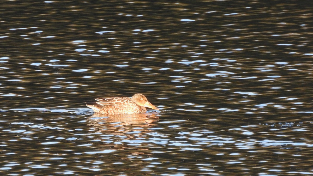Northern Shoveler - ML645553503