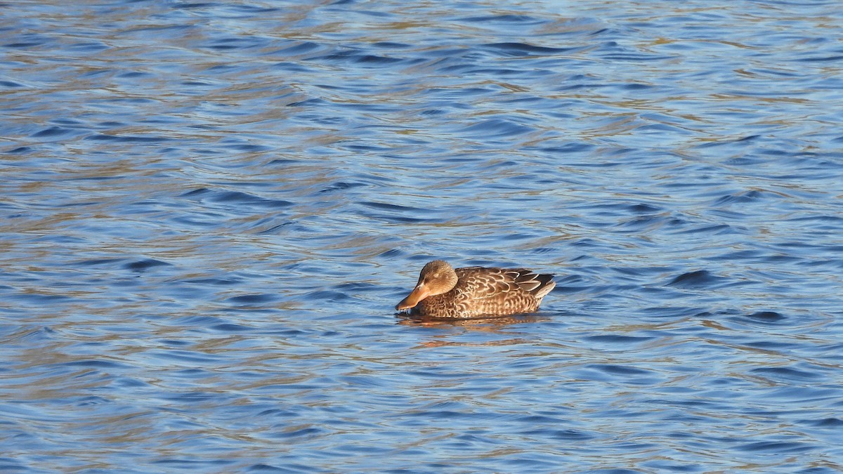 Northern Shoveler - ML645553504