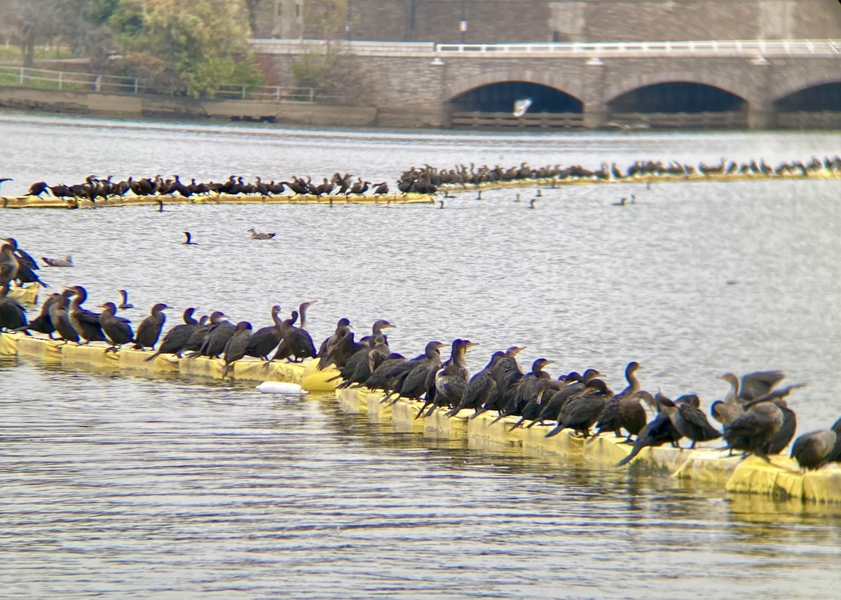 Double-crested Cormorant - ML645553505