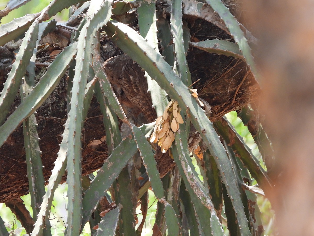 Pacific Screech-Owl - ML645553507