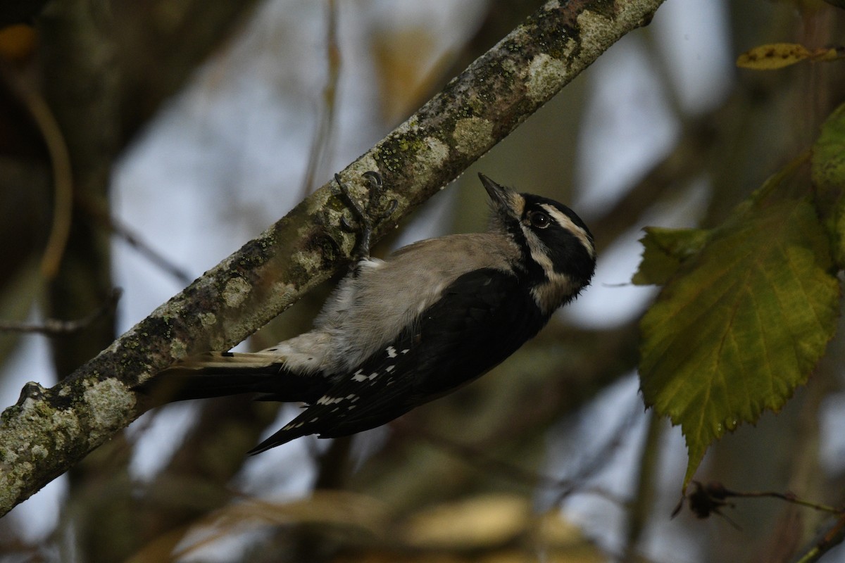 Downy Woodpecker - ML645553509