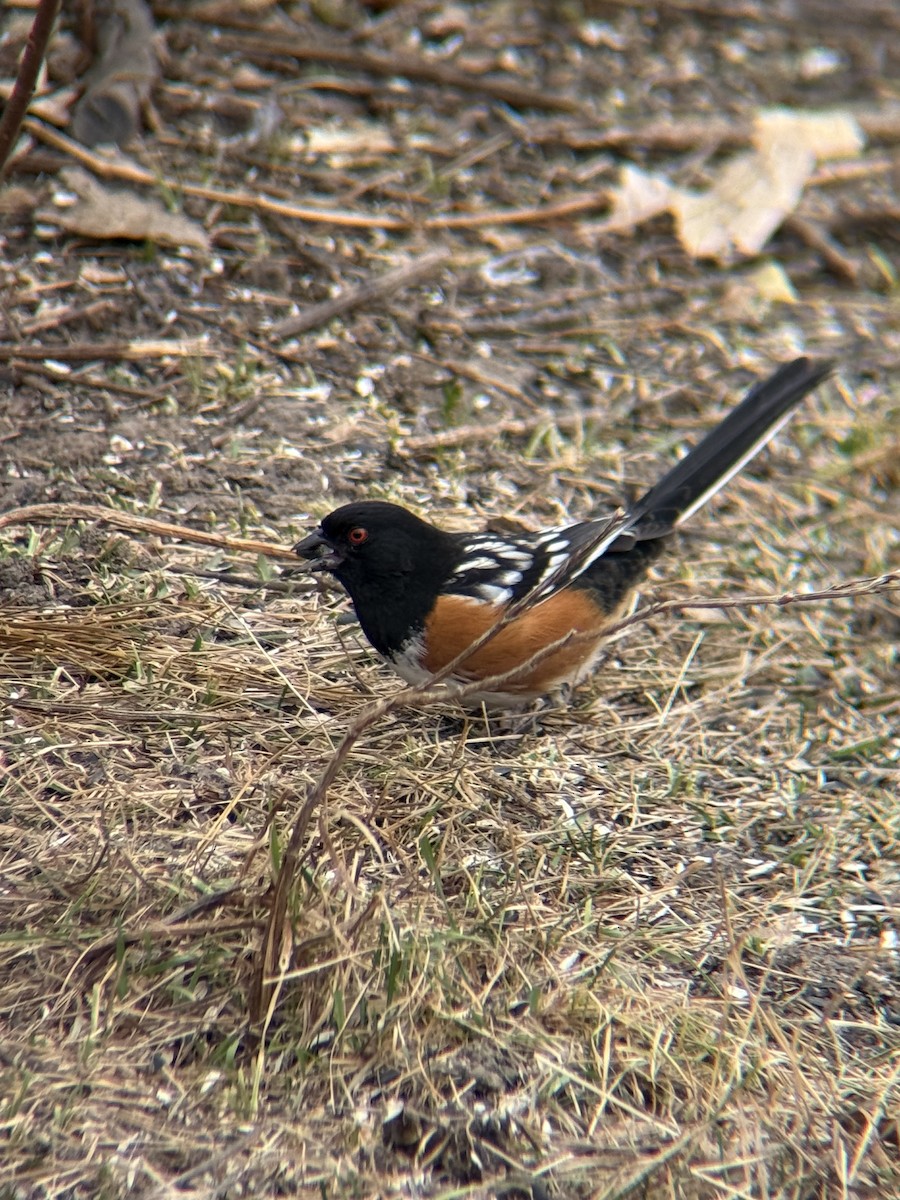 Spotted Towhee - ML645553511