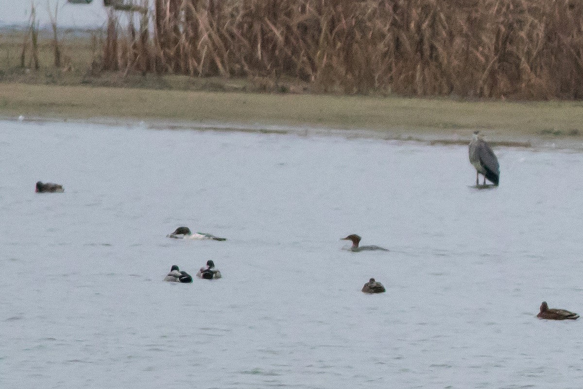 Common Merganser - ML645553526
