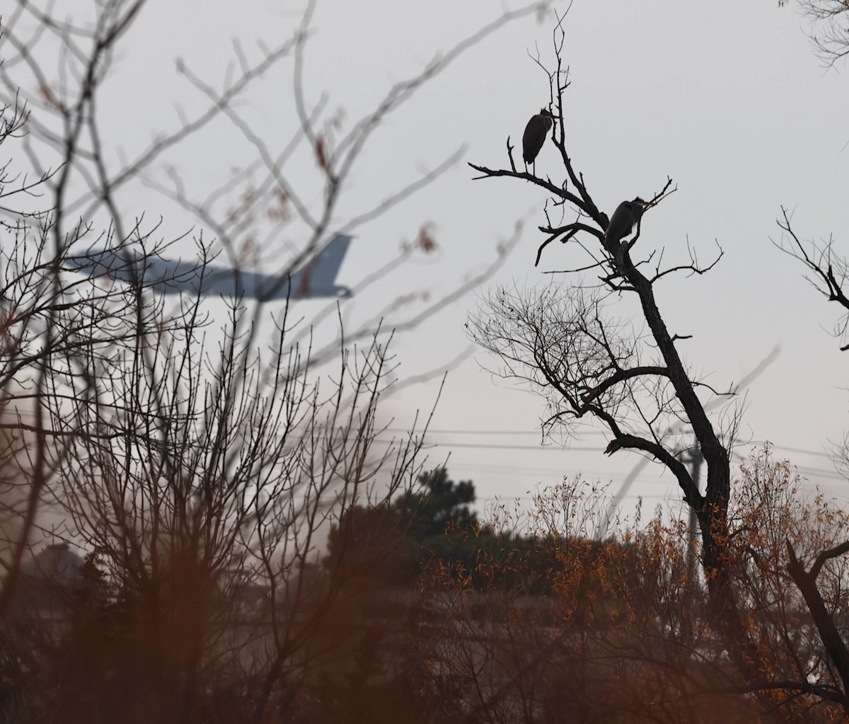 Great Blue Heron - ML645553533