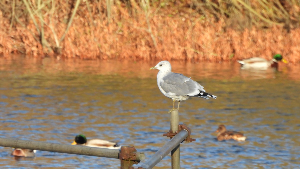 Common Gull - ML645553541