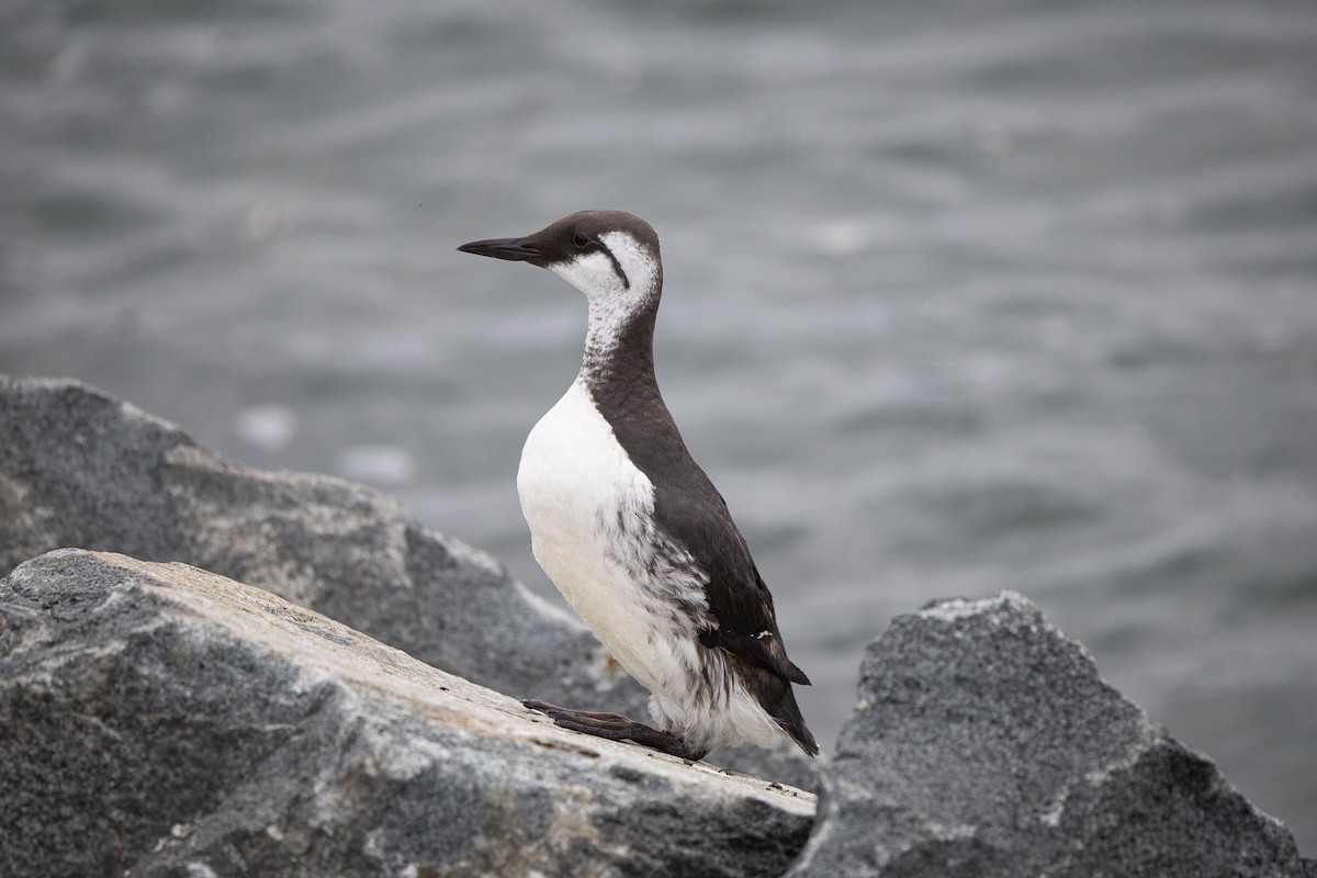 Тонкоклювая кайра - ML645553547