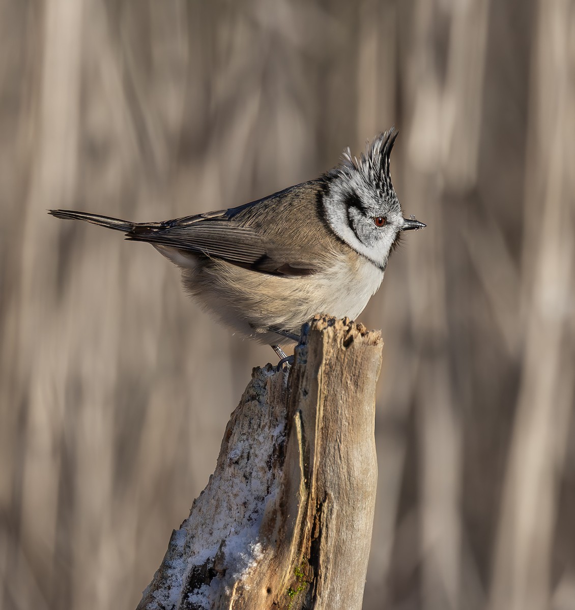 Crested Tit - ML645553551
