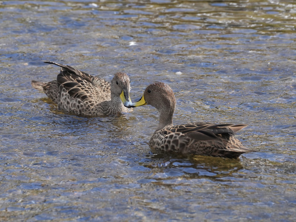 gulnebbstjertand (georgica) - ML645553553