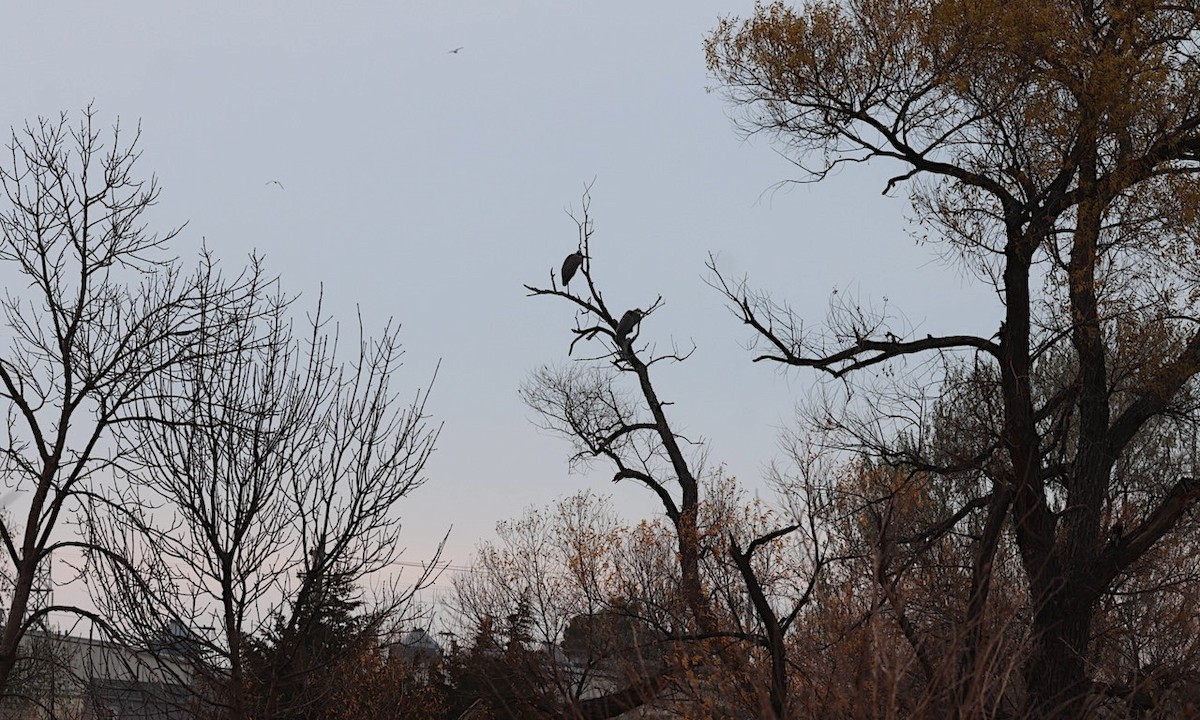 Great Blue Heron - ML645553554
