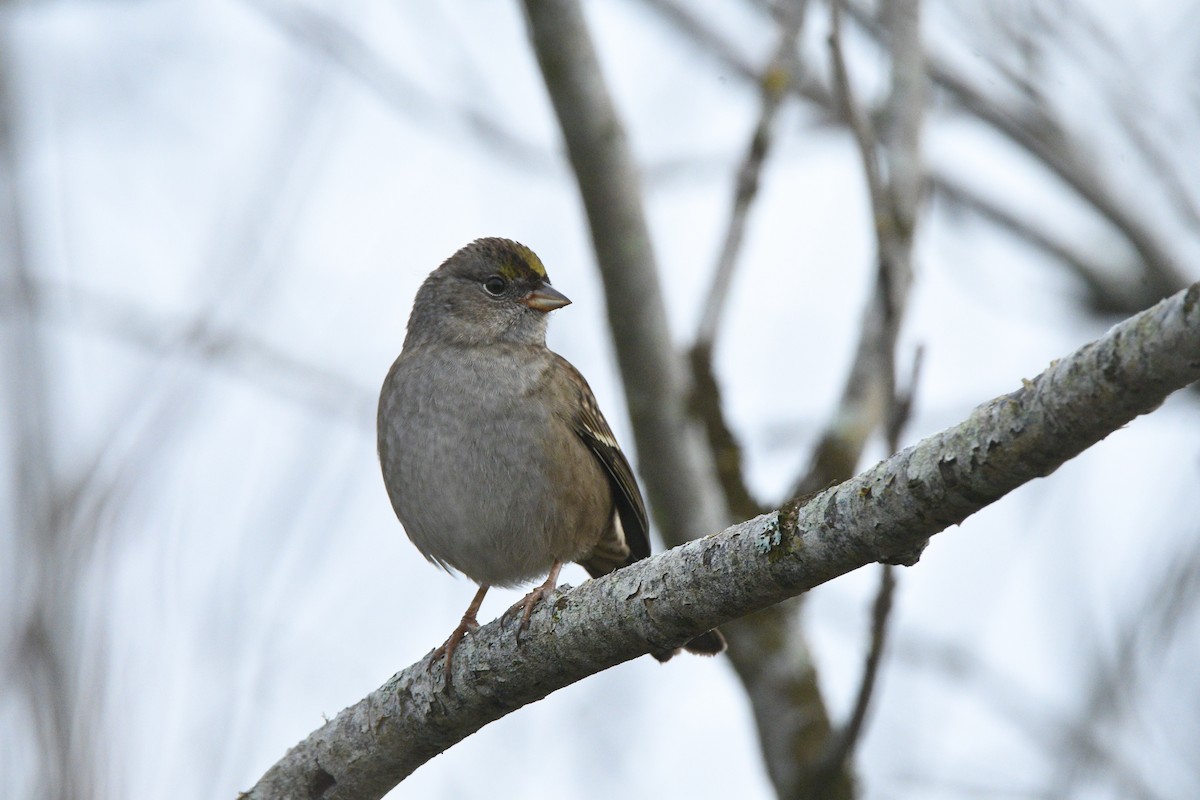 Golden-crowned Sparrow - ML645553557