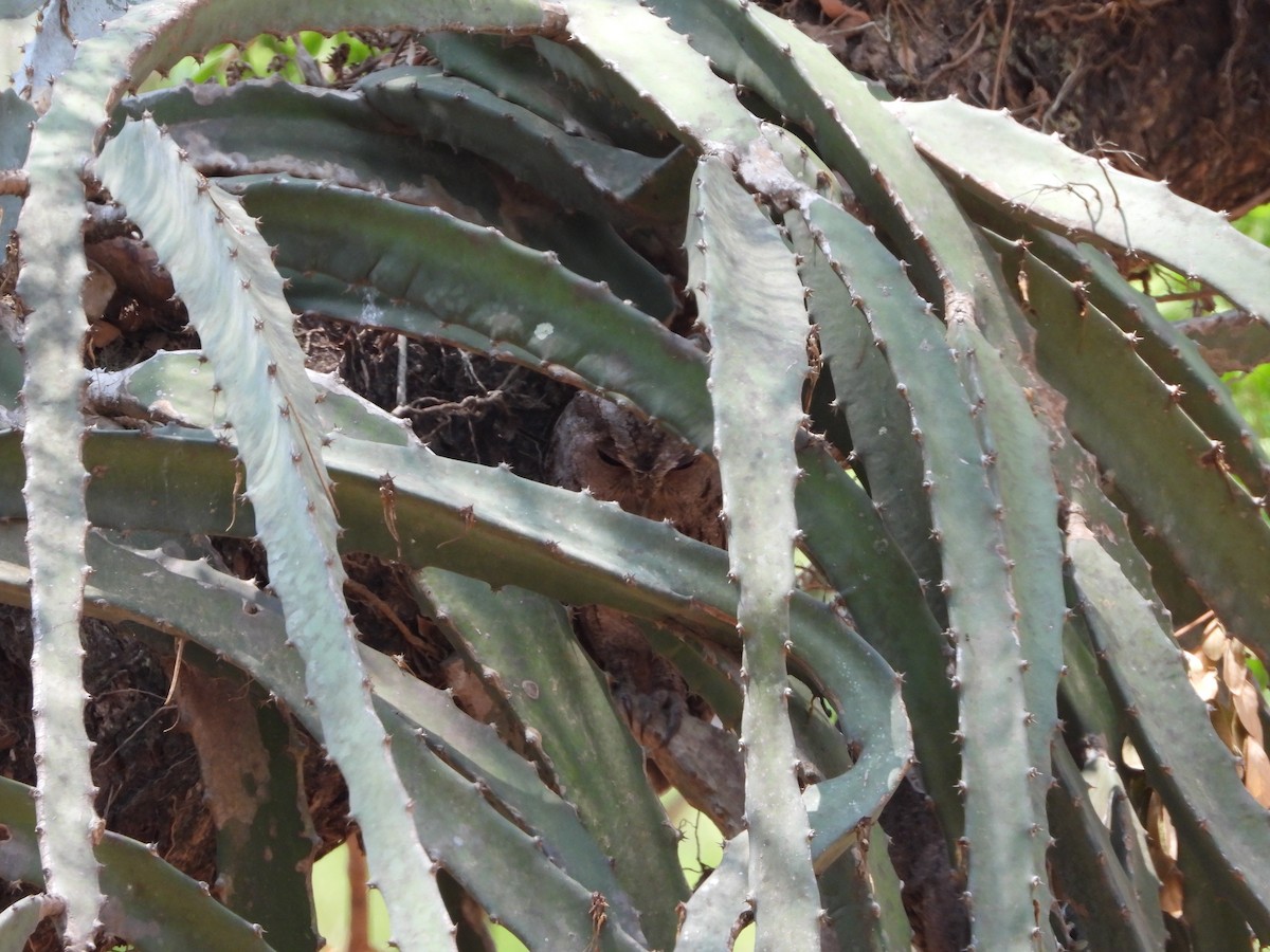Pacific Screech-Owl - ML645553559