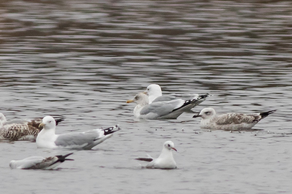European Herring Gull - ML645553562