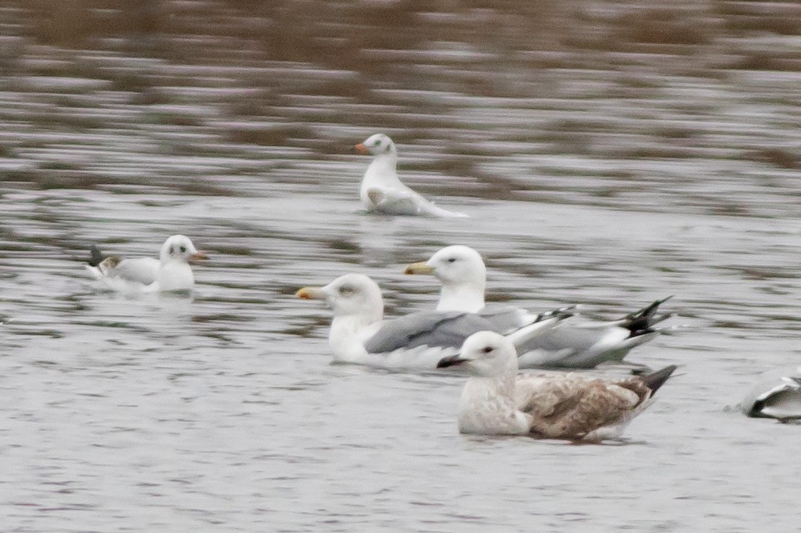 European Herring Gull - ML645553563