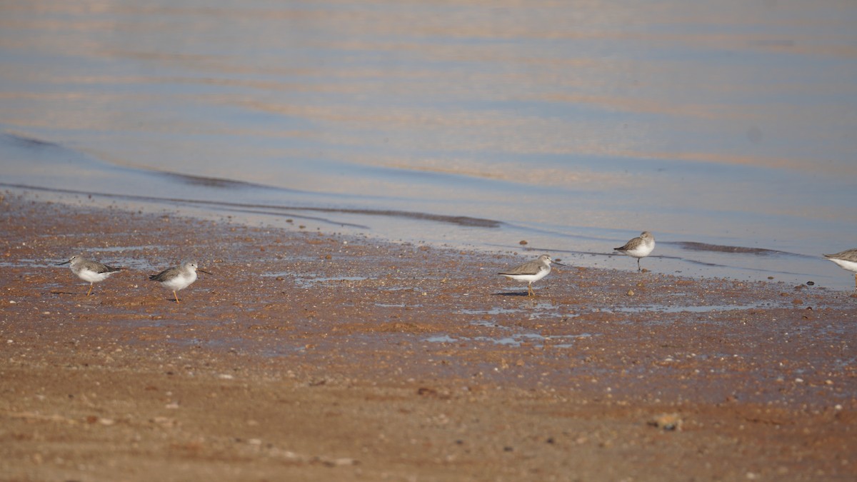 ביצנית אפורה - ML645553564