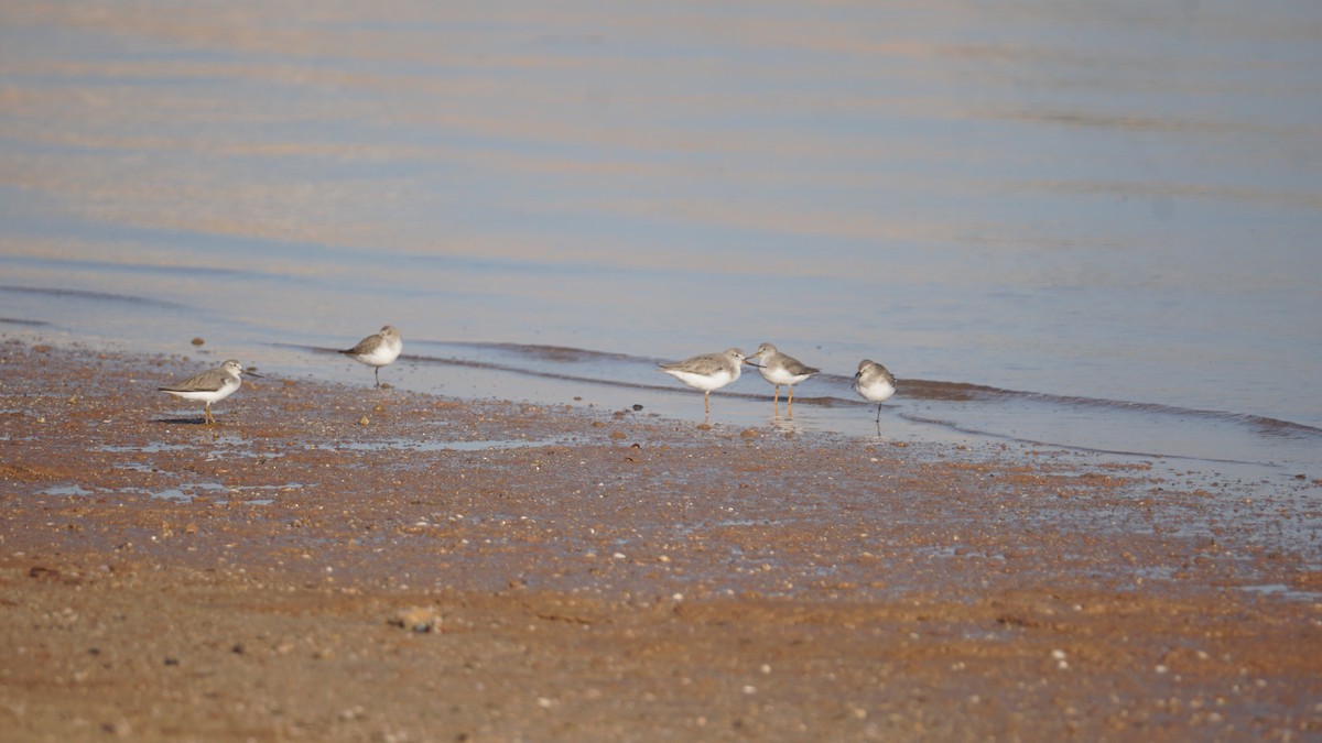 ביצנית אפורה - ML645553565
